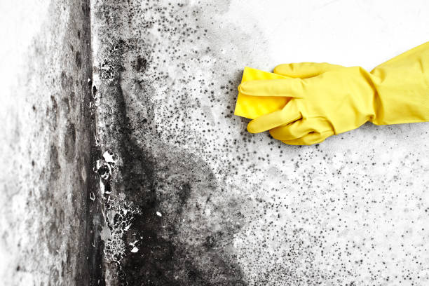 Trusted Monroe, OH Mold Removal Experts