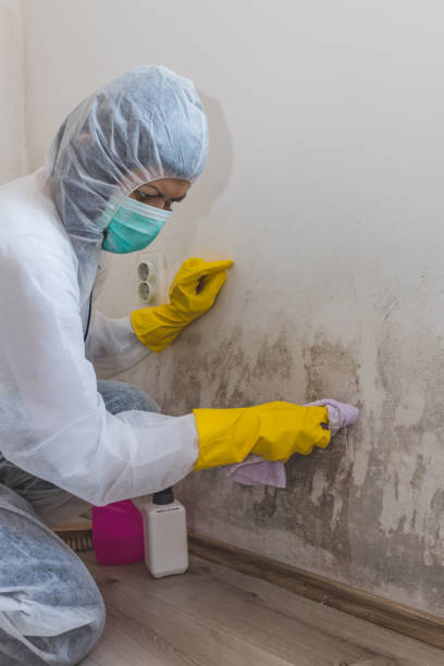 Biohazard Mold Removal in Monroe, OH