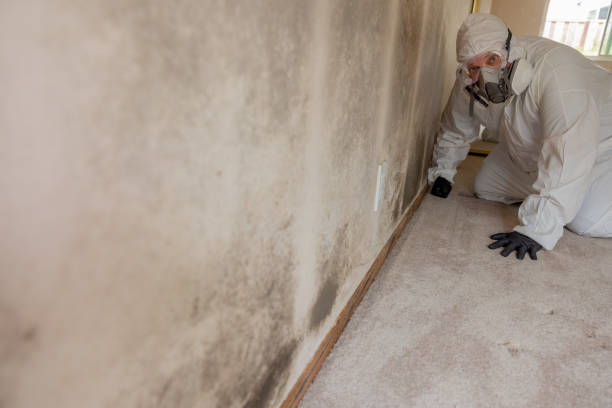 Best Attic Mold Removal  in Monroe, OH